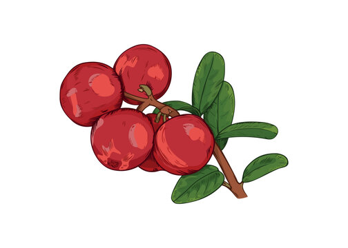 Vector botanical illustration of bearberry branch isolated on white background