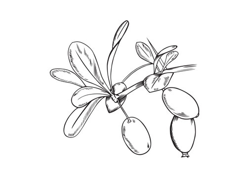 Vector black line illustration of hand drawn barberry branch with berries and leaves for botanical and packaging design