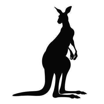 kangaroo vector
