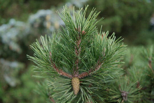 Fresh green pine shoot with a small cone on a coastal pine tree