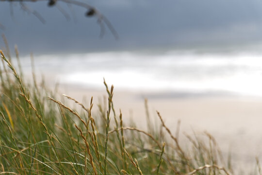 Backlit dune grass in front of a soft-focus North Sea surf