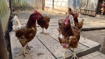 Free range brown hens in a rustic backyard chicken coop © AnastasiiaAkh