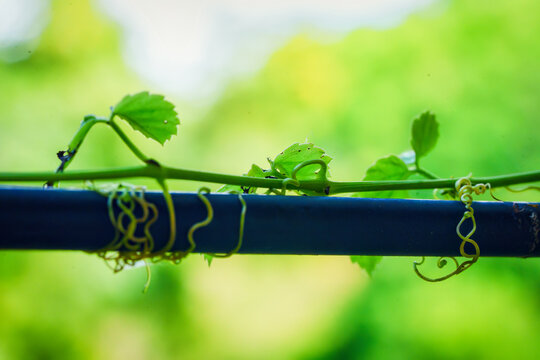Green Vine Growing Along Pipe with Blurred Natural Background in Garden