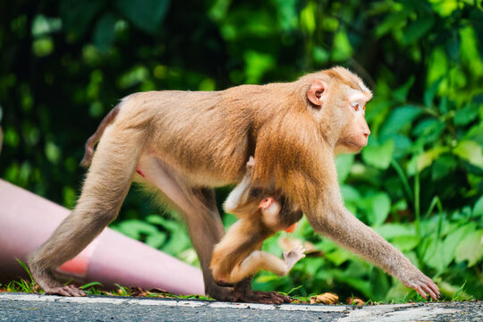 Pig tailed macaque mother carrying baby monkey in green tropical forest wildlife nature outdoors