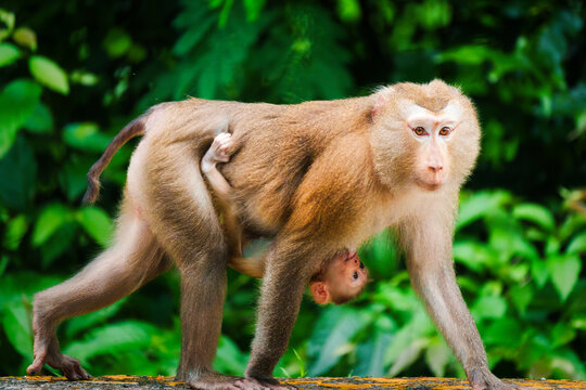 Pig tailed macaque mother carrying baby monkey in green tropical forest wildlife nature outdoors