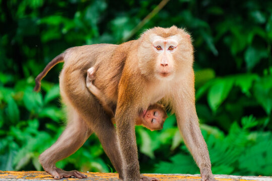 Pig tailed macaque mother carrying baby monkey in green tropical forest wildlife nature outdoors