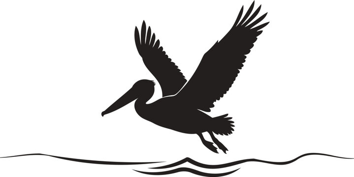 Black and white of a pelican in flight over shoreline waves bird flying wings spread