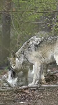 Two grey wolves playing in the forest landscape