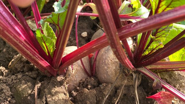 Ripe red beets growing in soil in a summer vegetable garden
