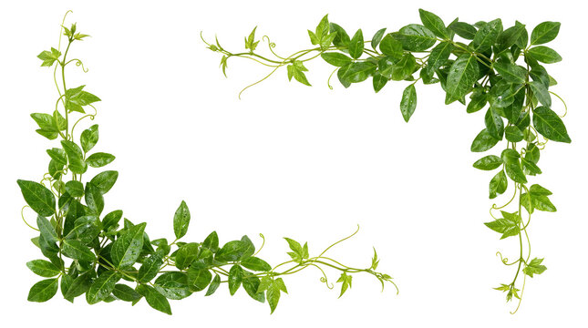 green vine frame with water drops on transparent.