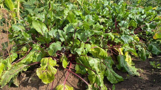 Beet plants with lush green leaves growing in a summer vegetable garden