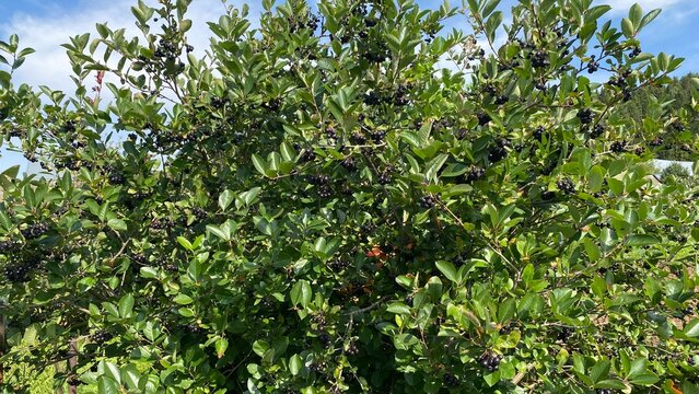 Ripe black chokeberries growing in clusters on a leafy shrub