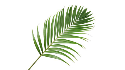 Green palm tree leaf tropical foliage isolated on transparent background for summer vacation resort graphics. © Olga