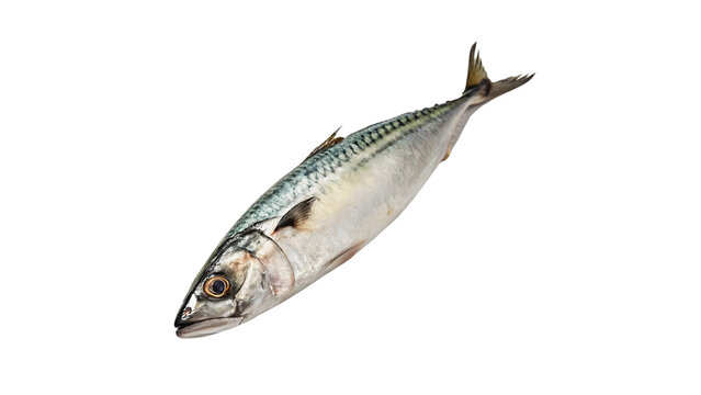 Fresh raw whole mackerel fish silver seafood isolated on transparent background for healthy restaurant dining menu.