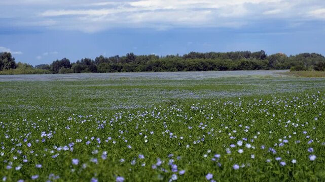 Video of agricultural field with blue flax flowers.  Altai Krai.