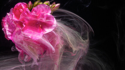 Obraz premium Pink geranium bloom partially submerged in swirling translucent liquid against dark background