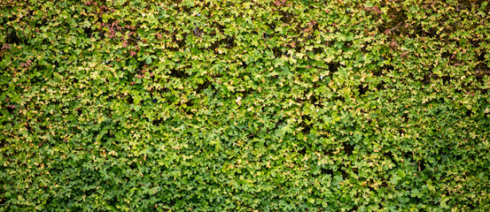 green hedge leaf texture background with natural foliage wall