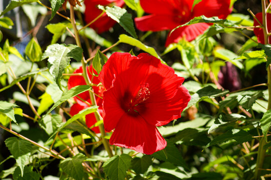 A large red hibiscus flower