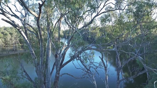 Aerial drone footage flying over gum trees revealing river murray with beautiful reflections on water surface.