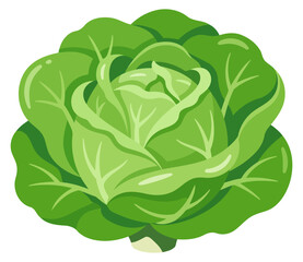 Obraz premium Fresh green cabbage head vegetable isolated on white background