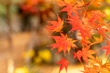 Obraz premium Closeup scenery of the vibrant orange color of Japanese maple tree branch in autumn season and blurred background.