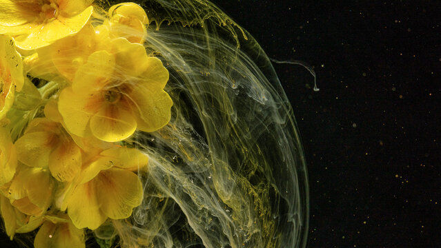 Yellow primrose flowers submerged in swirling ink on dark background with dynamic motion