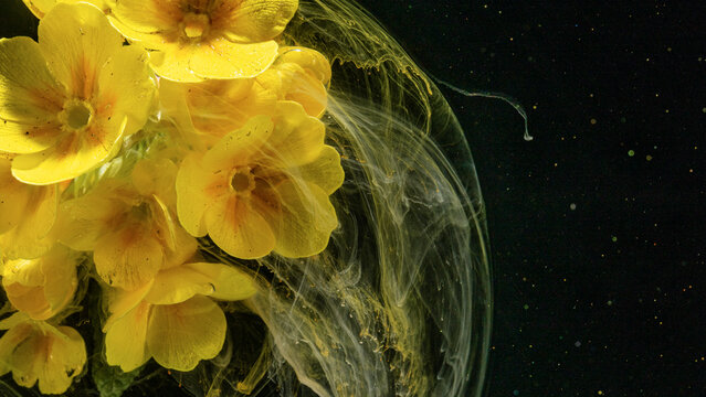 Yellow primrose flowers suspended in swirling liquid with dark background, with flower, primrose, yellow, petal detail