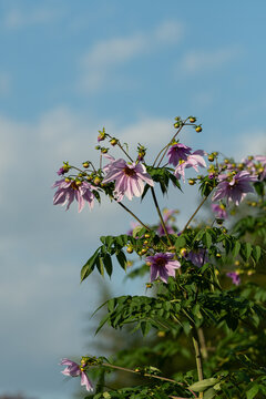 Tall pink tree dahlia flowers and buds blooming against clear blue sky in autumn with copy space