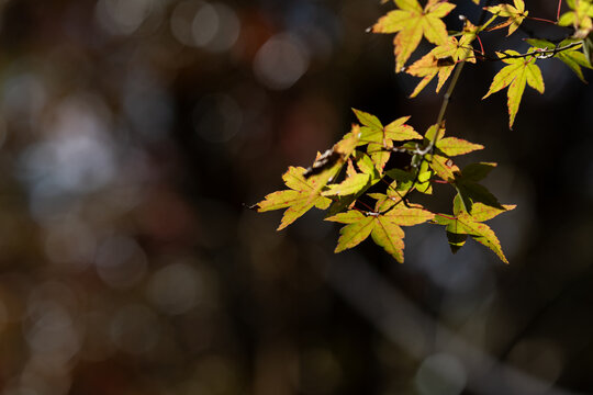 Vibrant autumn maple leaves glowing in sunlight with beautiful bokeh background and copy space
