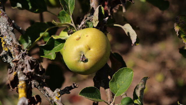 Single organic green apple hanging on old lichen covered tree branch in sunny autumn orchard