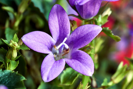 Close-up of the inside of a campanula flower in a garden during spring