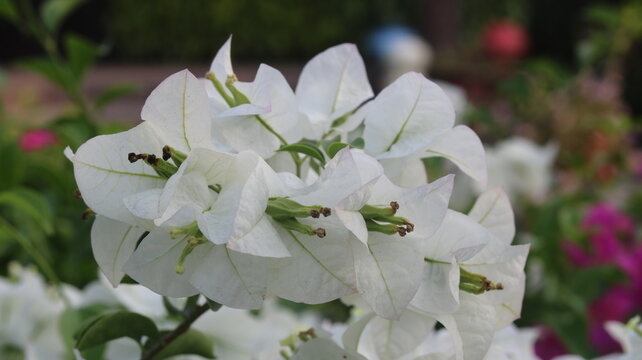 Beautiful White Bougainvillea Flower | Stunning White Paper Flower | Tropical Garden Beauty