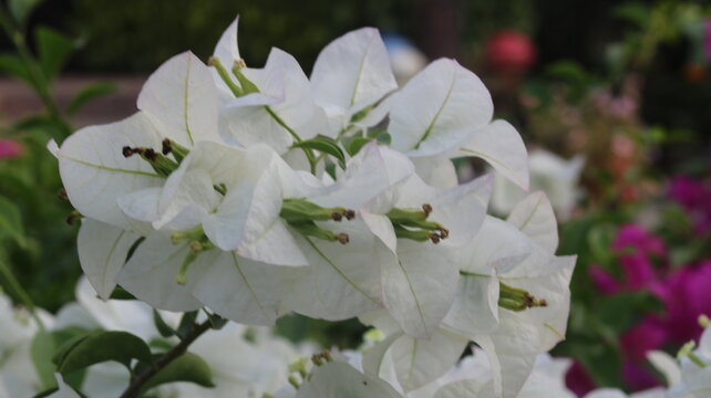 Beautiful White Bougainvillea Flower | Stunning White Paper Flower | Tropical Garden Beauty