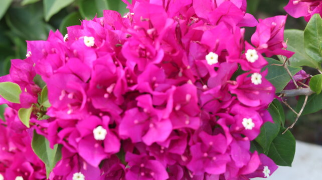 Beautiful White Bougainvillea Flower | Stunning White Paper Flower | Tropical Garden Beauty