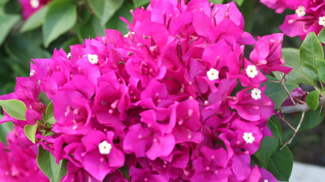 Beautiful White Bougainvillea Flower | Stunning White Paper Flower | Tropical Garden Beauty