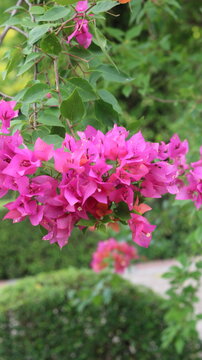 Beautiful White Bougainvillea Flower | Stunning White Paper Flower | Tropical Garden Beauty