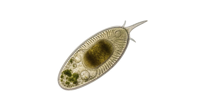 Microscopic green single cell organism paramecium protozoa isolated on transparent background for school biology science education.