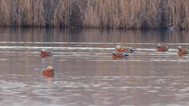 Rostgans (Tadorna ferruginea), mehrere G&auml;nse, die ruhig und friedlich auf dem Wasser schwimmen