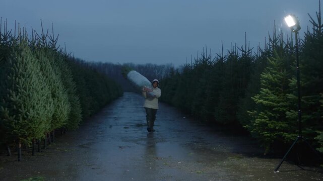 Worker carries a netted Christmas tree through a rainy tree lot at dusk