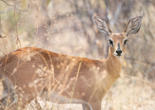 Steenbok also known as Steinbuck or Steinbok in Etosha National Park, Namibia, Africa
