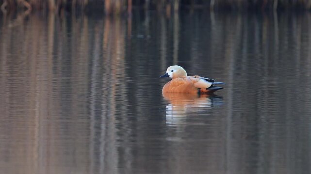 Rostgans (Tadorna ferruginea), eine Gans die friedlich auf dem Wasser schwimmt