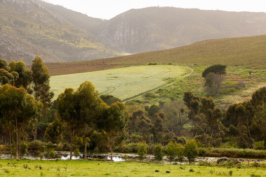pond and trees and field, Klein Mountains in background, Stanford, South Africa