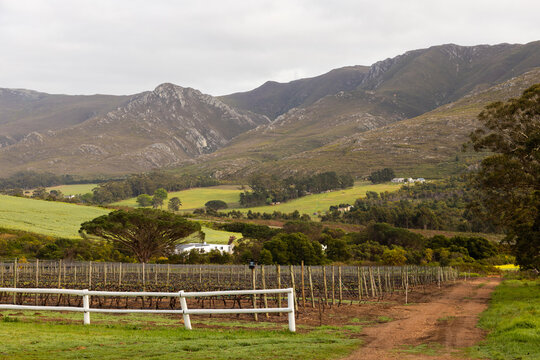 vineyard and mountainside, Stanford, South Africa