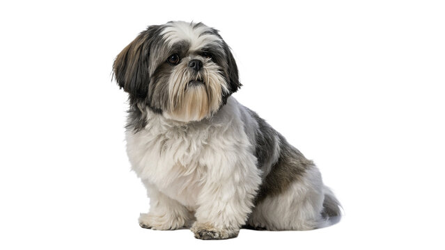 Cute shih tzu puppy dog sitting side view isolated on transparent background for pet care veterinary promotion.