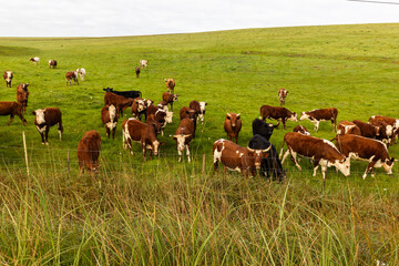 cows grazing in pasture, Stanford, South Africa © Marc Romanelli