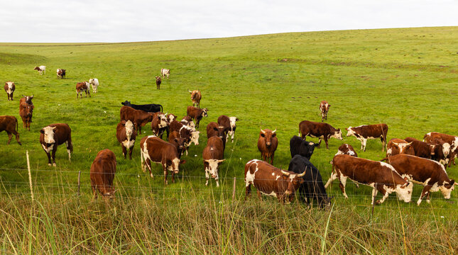 cows grazing in pasture, Stanford, South Africa