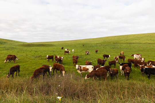 cows grazing in pasture, Stanford, South Africa
