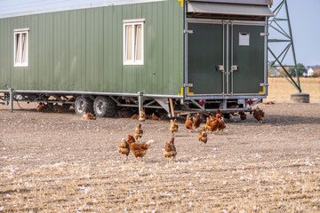 Mobile chicken coop trailer with free-range hens on a farm field © Brebca