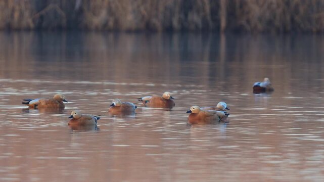 Rostgans (Tadorna ferruginea), mehrere G&auml;nse, die ruhig und friedlich auf dem Wasser schwimmen
