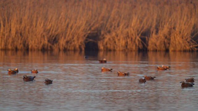 Rostgans (Tadorna ferruginea), mehrere G&auml;nse, die ruhig und friedlich auf dem Wasser schwimmen